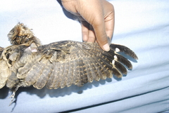 Caprimulgus atripennis