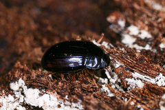 Platydema violacea