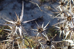 Berkheya rigida