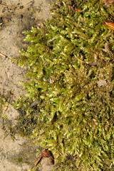 Brachythecium rutabulum