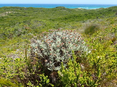 Achyranthemum argenteum