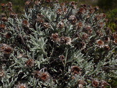 Achyranthemum argenteum