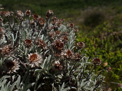 Achyranthemum argenteum