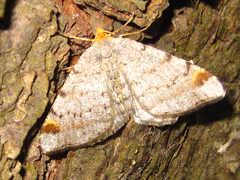 Macaria liturata