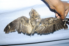 Caprimulgus atripennis