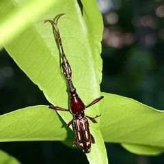 Ectocemus decemmaculatus