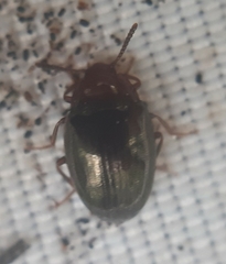 Scaphidema metallicum