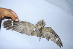 Caprimulgus atripennis