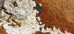 Spongites yendoi