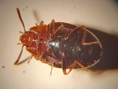 Scaphidema metallicum