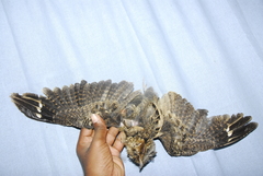 Caprimulgus atripennis