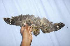 Caprimulgus atripennis