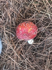 Amanita muscaria