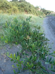Acacia longifolia sophorae