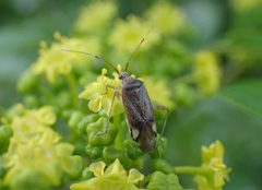 Closterotomus annulus