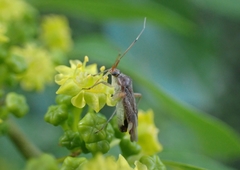 Closterotomus annulus