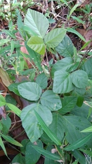 Hylodesmum repandum