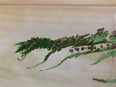 Dryopteris peranema
