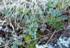 Gingidia enysii peninsulare