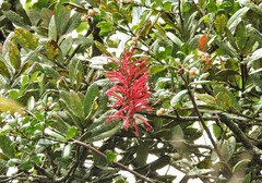 Siphocampylus retrorsus