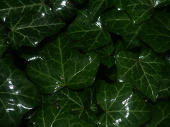 Hedera helix