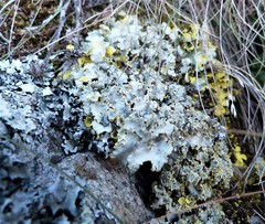 Podostictina pickeringii