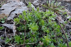 Galium spurium