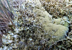 Podostictina pickeringii