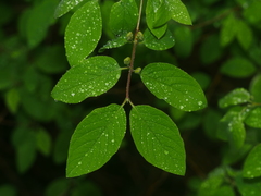 Lonicera xylosteum