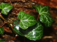 Hedera helix
