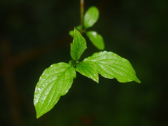 Cornus sanguinea