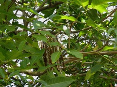 Xylocarpus rumphii