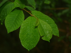 Prunus padus
