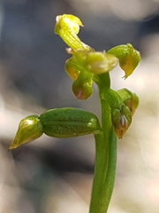 Genoplesium pumilum