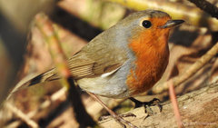 Erithacus rubecula