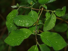 Lonicera xylosteum