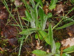 Pilosella caespitosa
