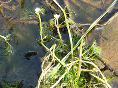 Ranunculus kadzusensis