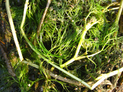 Ranunculus kadzusensis