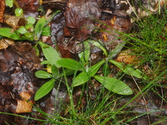 Pilosella officinarum