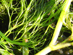 Ranunculus kadzusensis