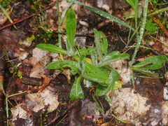 Pilosella caespitosa