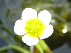 Ranunculus kadzusensis