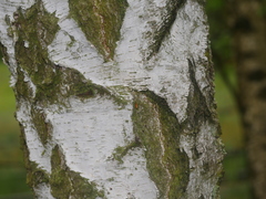 Betula pendula