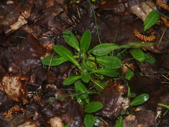Pilosella officinarum