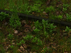 Saponaria officinalis