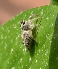 Macaroeris nidicolens