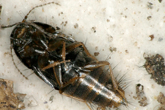 Habrocerus capillaricornis