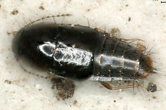 Habrocerus capillaricornis