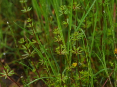 Galium mollugo
